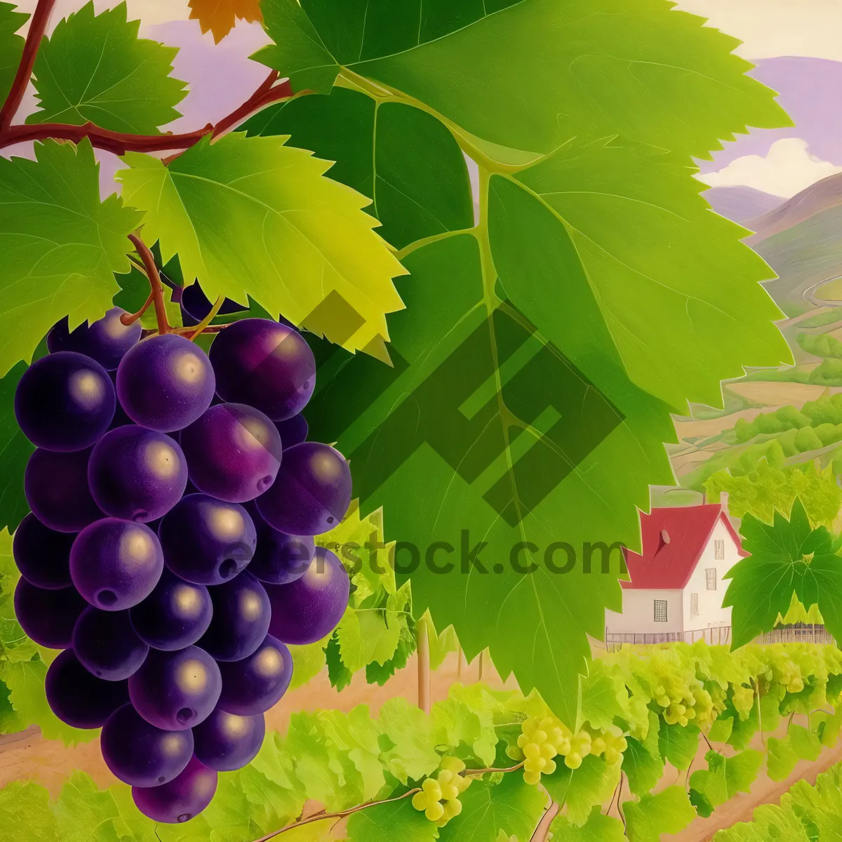 Picture of Juicy Grape Bunch in Vineyard Harvest