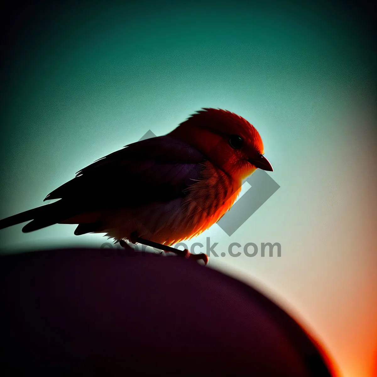 Picture of Feathered Garden Visitor: Cute Finch on Bird Feeder