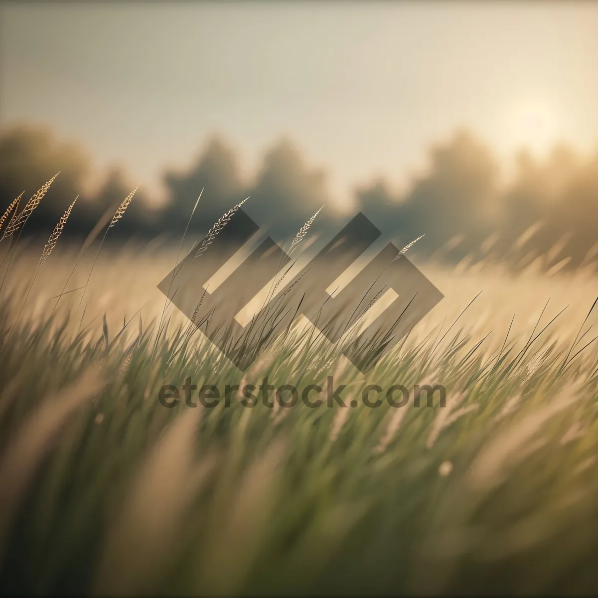 Picture of Lush Golden Wheat Field Under Summer Sky