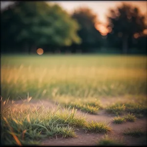 Radiant Morning Horizons Over Sunlit Meadow