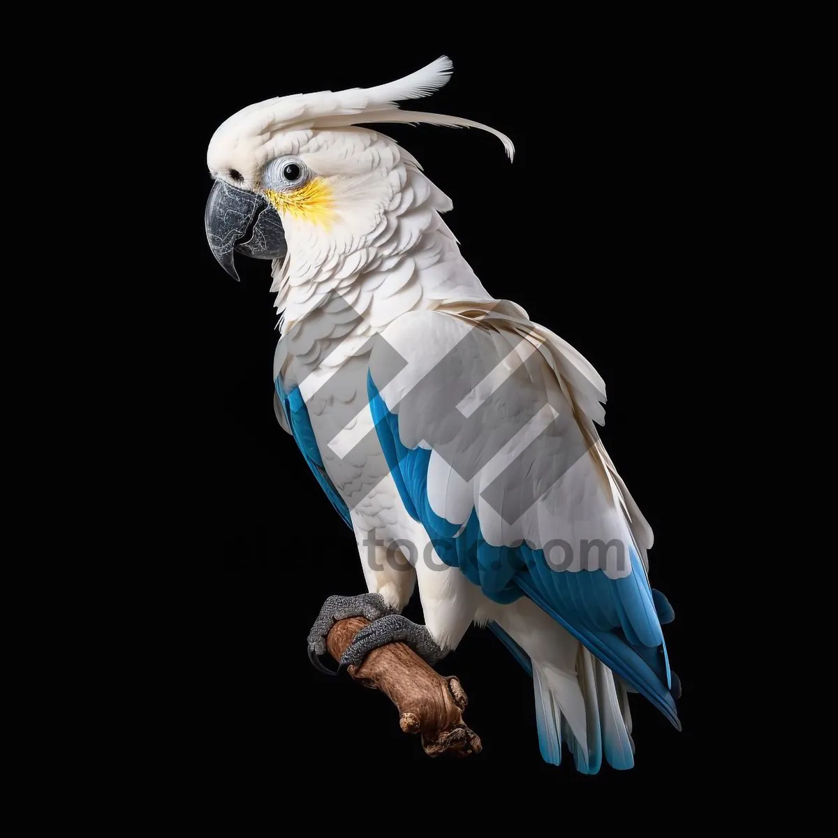 Picture of Colorful Macaw Parrot in a Tropical Zoo Setting.