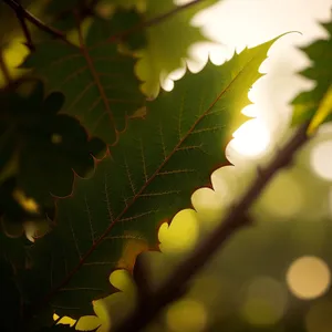 Vibrant Autumn Foliage Among Forest Canopy