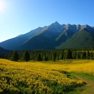 Highland Landscape with Sunny Meadow and Yellow Mustard Field
