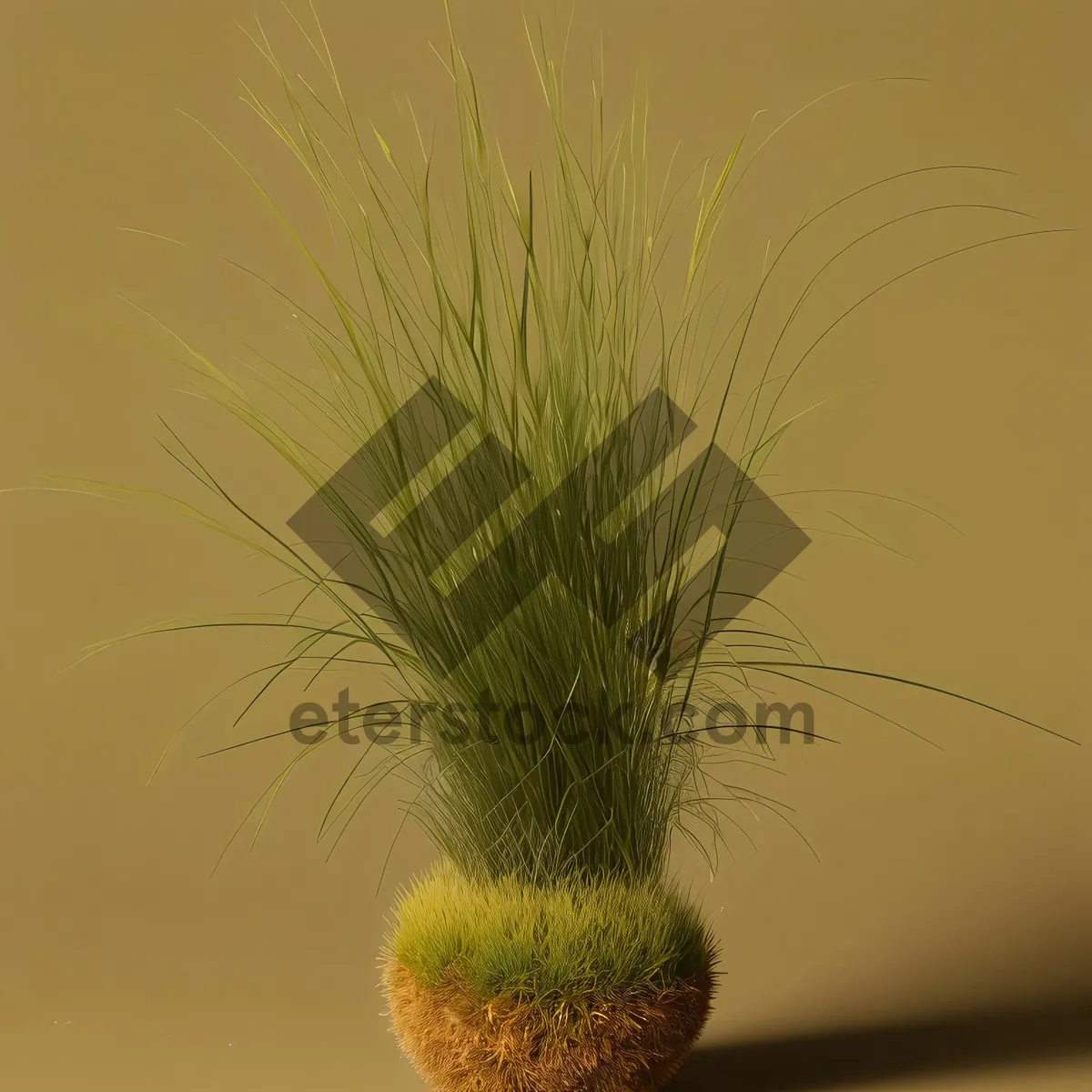 Picture of Scenic Wheat Tree against Clear Sky