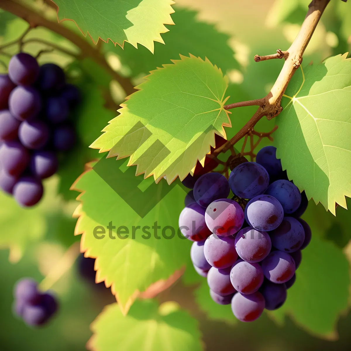 Picture of Fresh organic grape cluster in vineyard