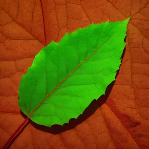 Vibrant Vascular Plant with Textured Foliage