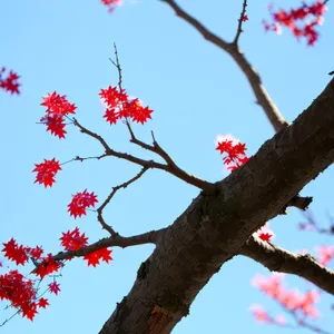 Vibrant Blossoms on Majestic Red Silk-Cotton Tree