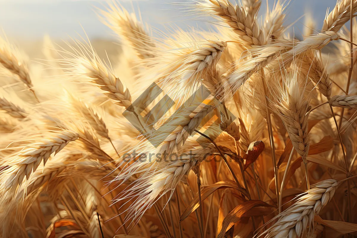 Picture of Golden Wheat Field Harvest in Rural Farm Scene