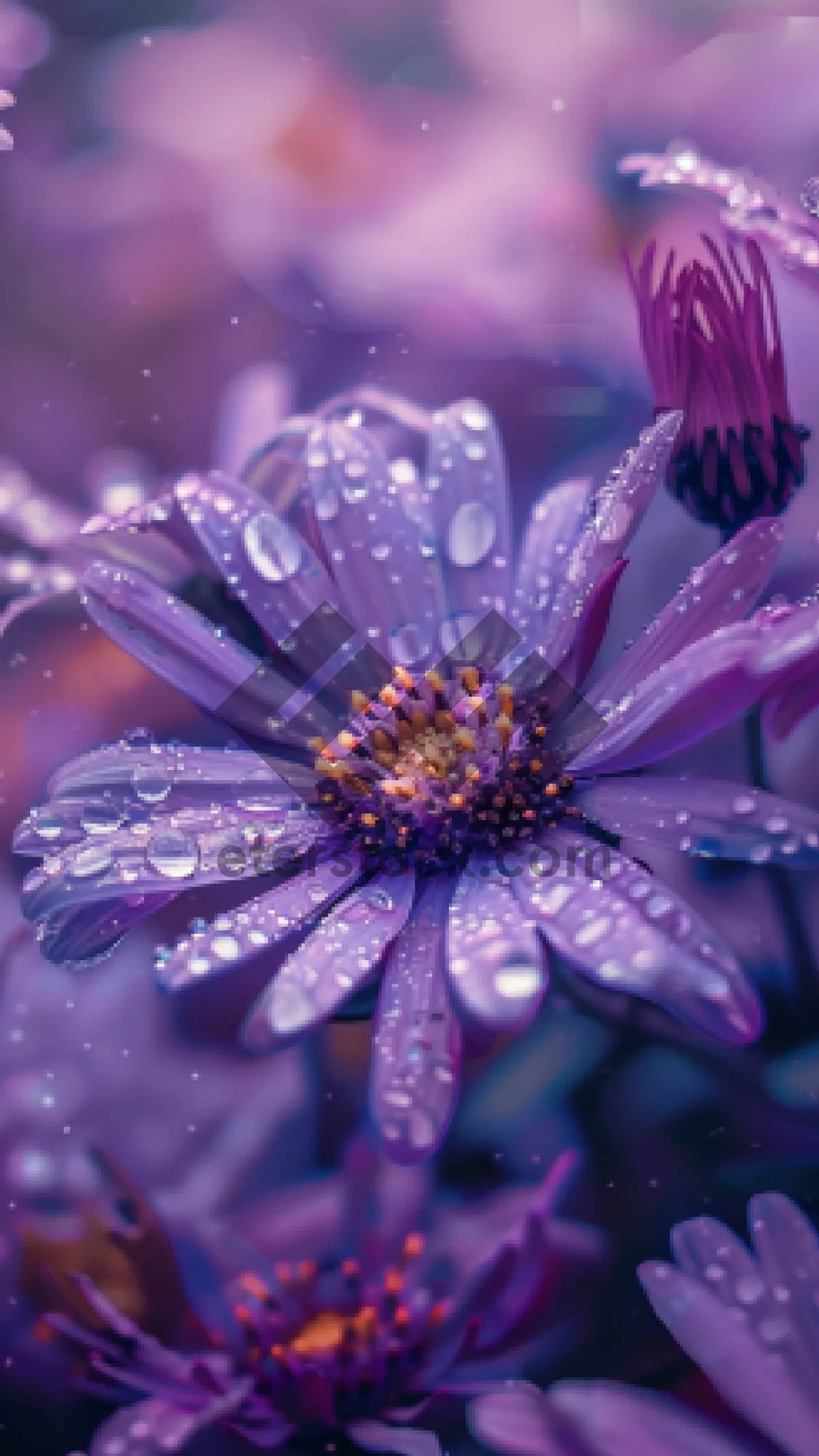 Picture of Vibrant Pink Daisy Blooming in Summer Garden