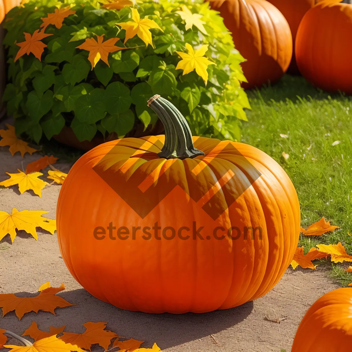 Picture of Fall Harvest Decorative Pumpkins - Seasonal Squash Display