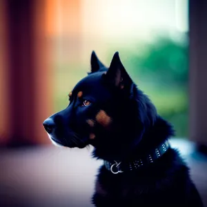 Adorable black shepherd dog with captivating eyes