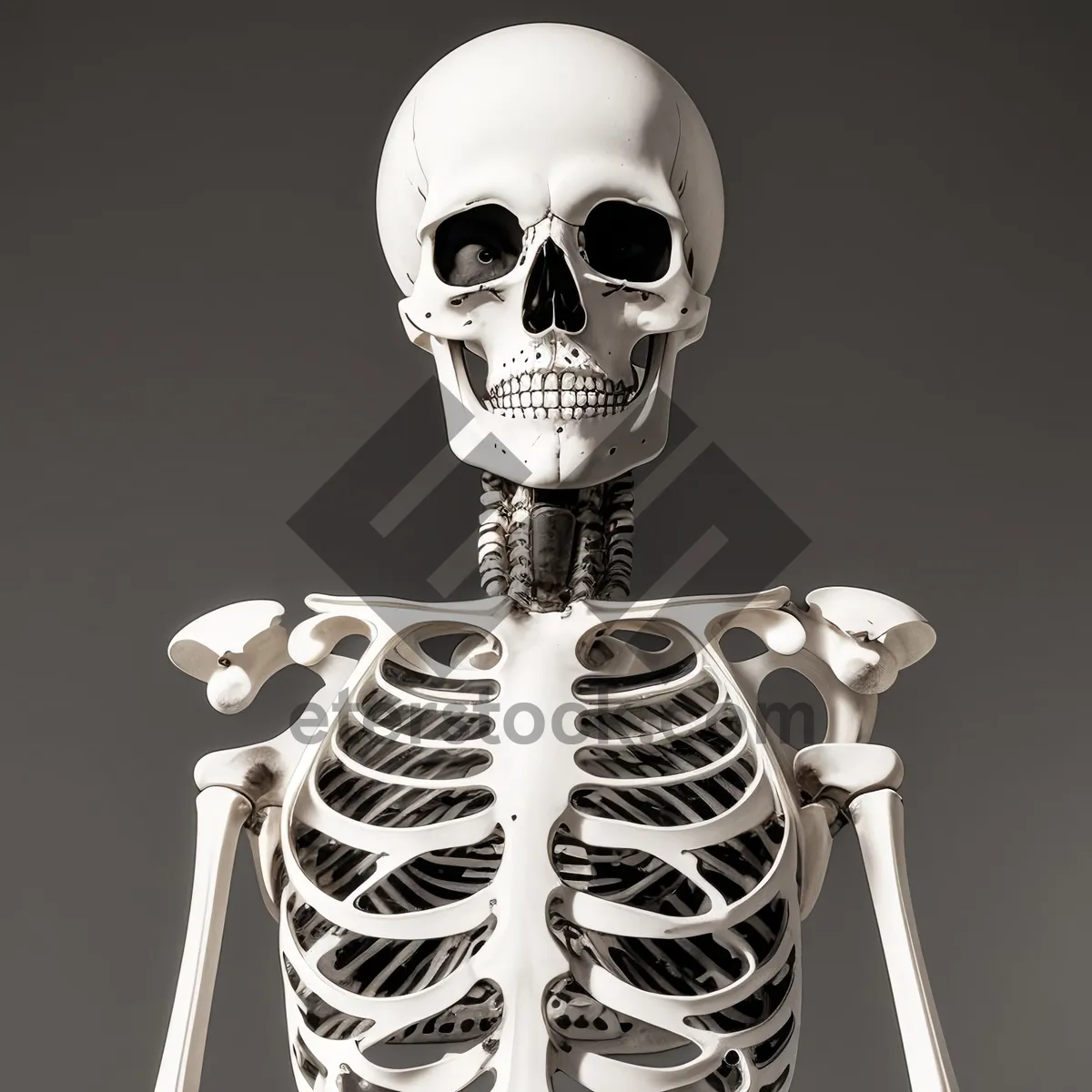 Picture of Spooky Skull Anatomy Pose in 3D