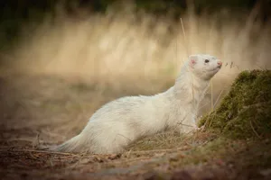 Adorable Weasel with Feathers and Beak