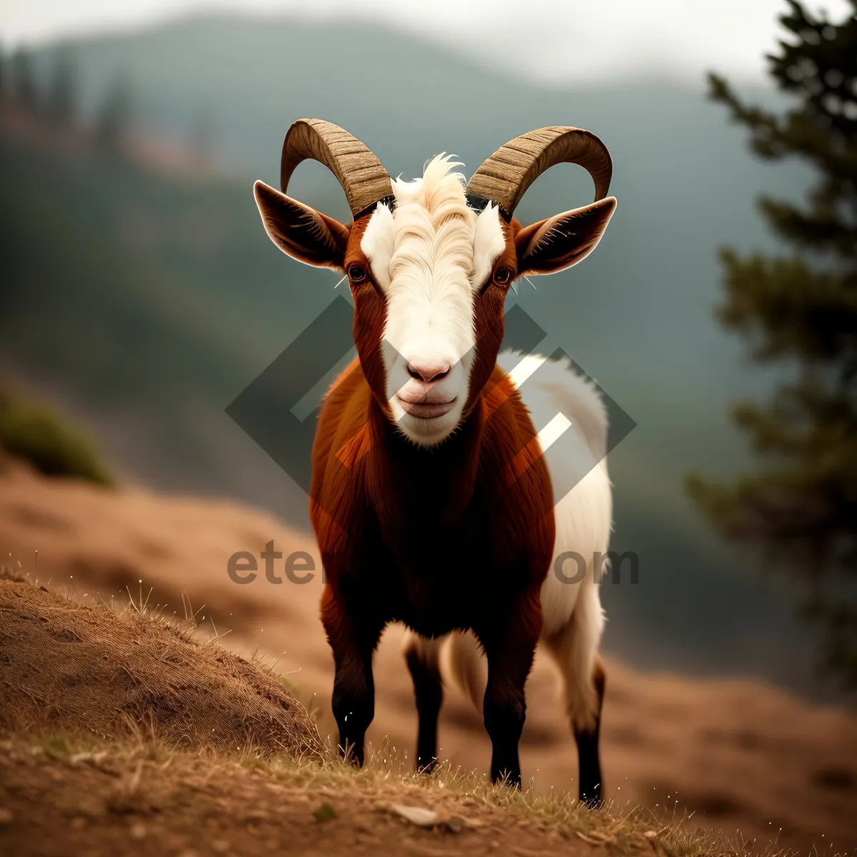 Picture of Bighorn Ram Grazing on Mountain Meadow