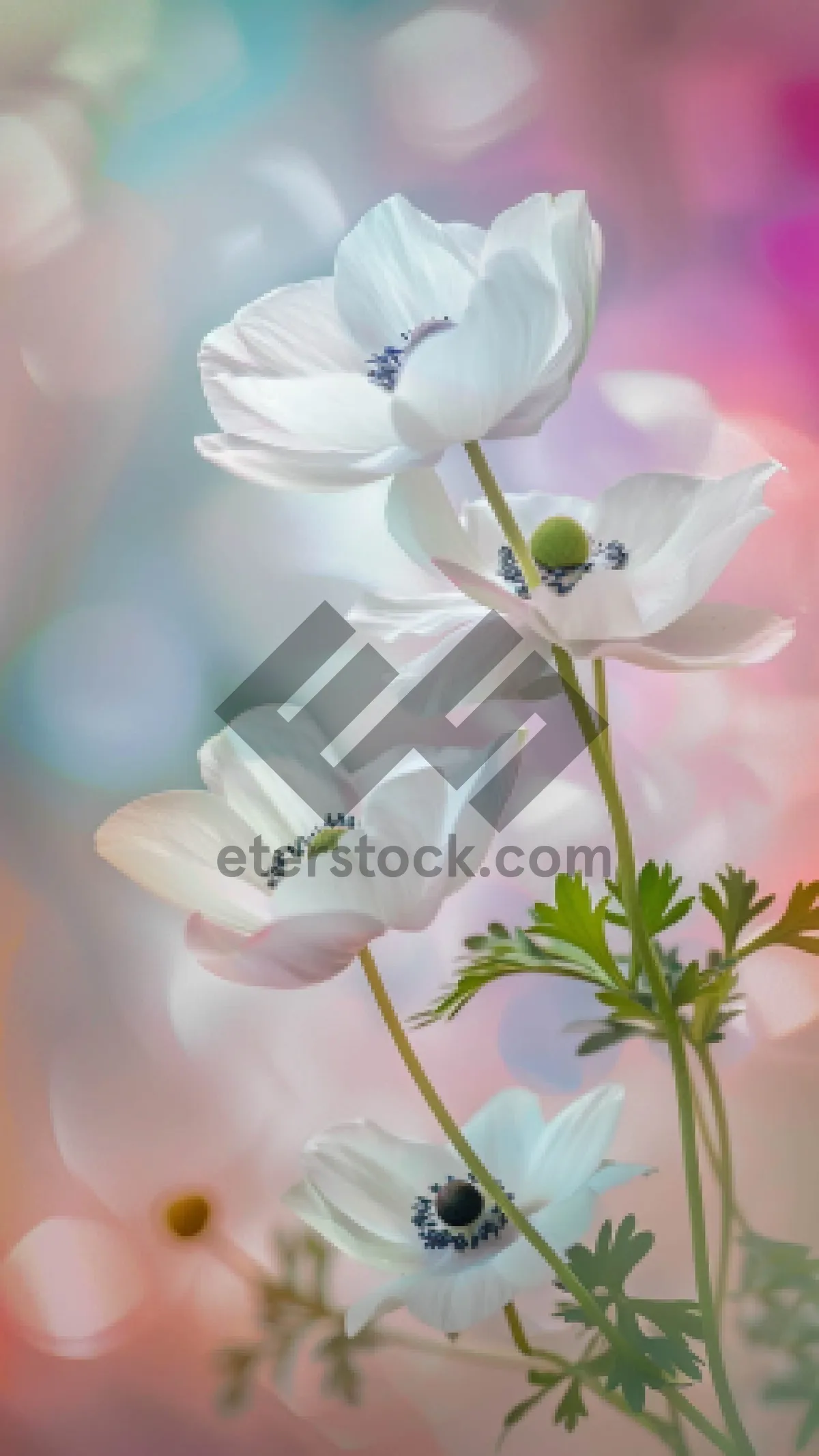 Picture of Spring Blossom Pink Floral Flora White Petal