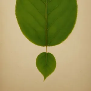 Lush Leafy Growth in a Botanical Garden