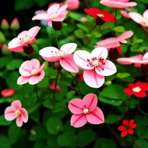 Spring Periwinkle Blossom among Pink Tulips