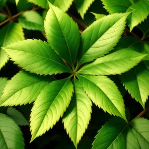 Fresh Green Leaves on Woody Branch in Bright Forest