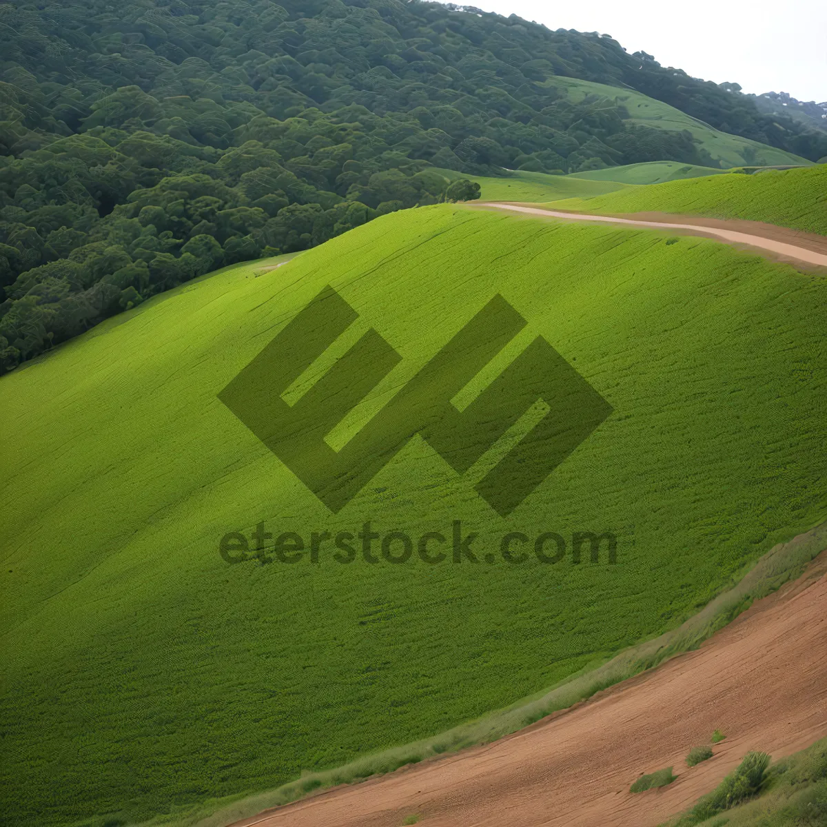 Picture of Golden Rice Fields under Blue Sky