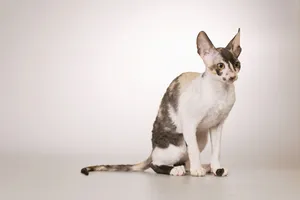 Cute Gray Kitty Sitting and Looking Adorable