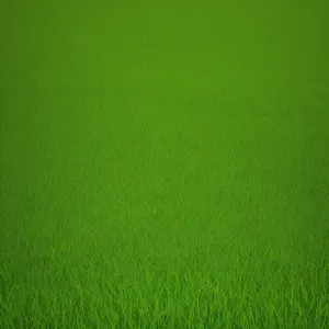 Vibrant Green Meadow: Refreshing Summer Grass Texture