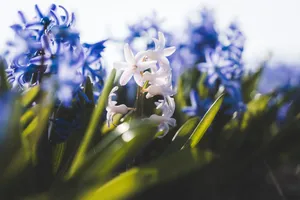 Spring blooming hyacinth in garden