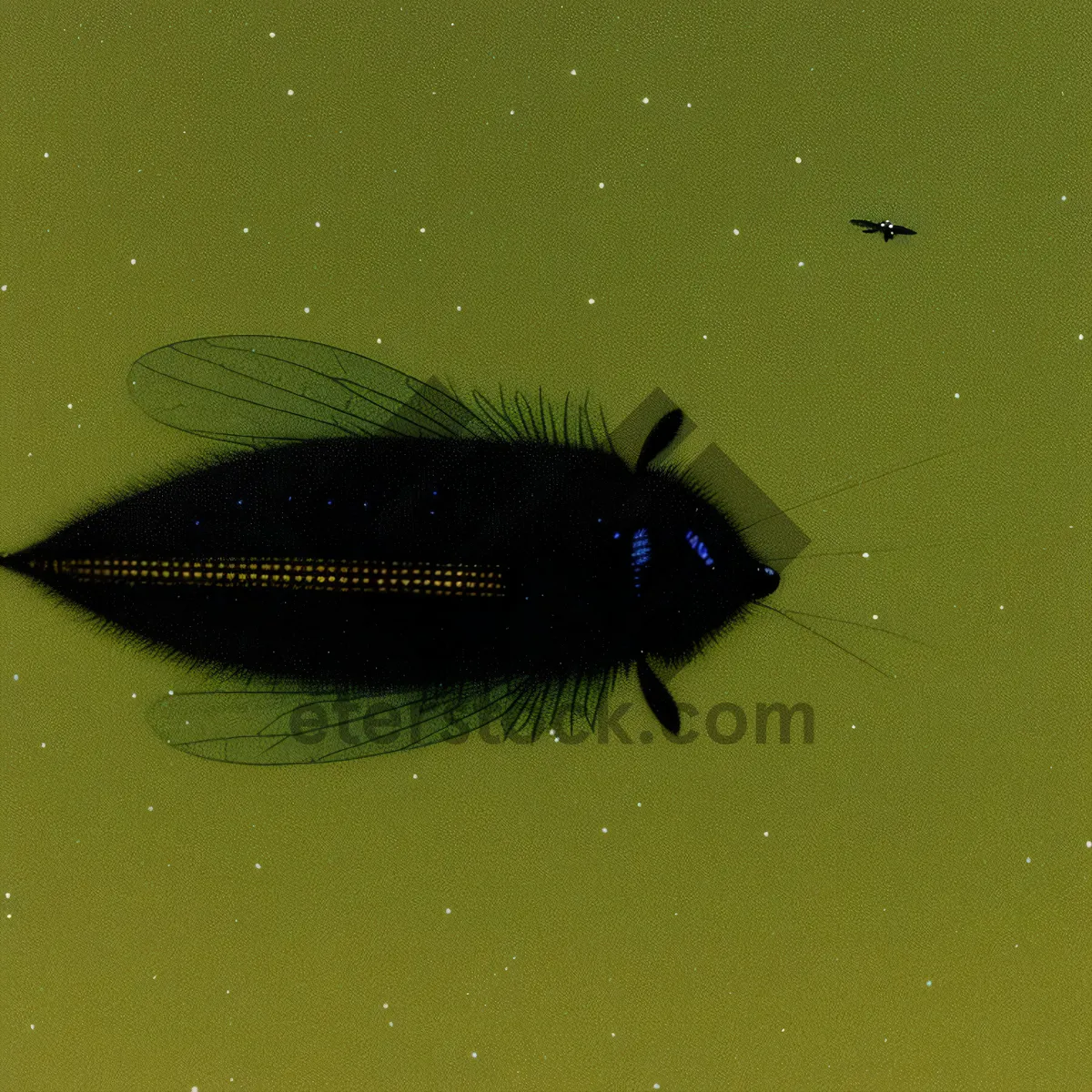 Picture of Vibrant Lacewing Beetle Resting on Leaf