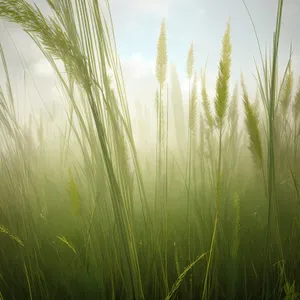 Bountiful Wheat Field Under Blue Sky - Harvest Time