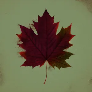 Vibrant Maple Leaf in Autumn