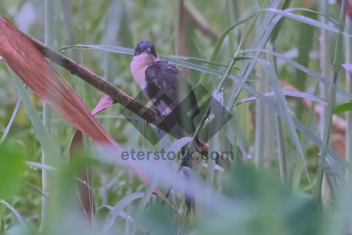 Picture of Beautiful Hummingbird with Vibrant Feathers in Flight