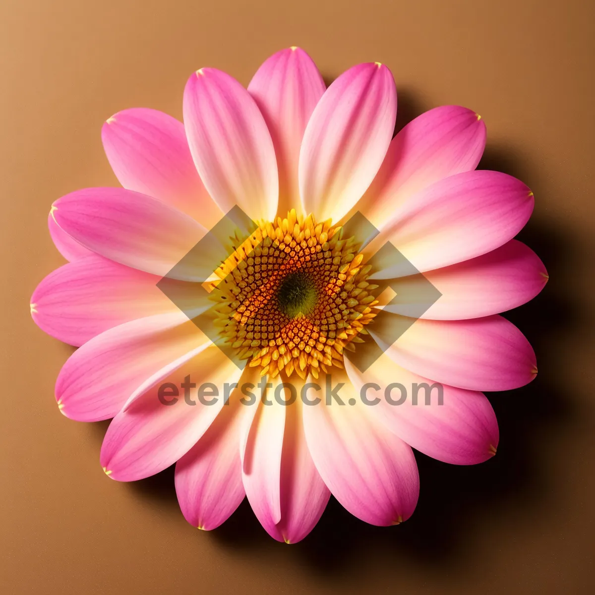 Picture of Pink Daisy Petals in Full Bloom - Vibrant Floral Delight