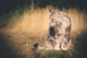 Male lion resting in the wilderness