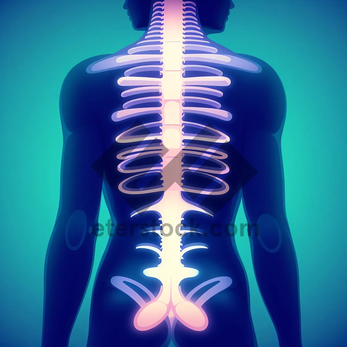 Picture of Human Spinal Anatomy - 3D Graphical Illustration