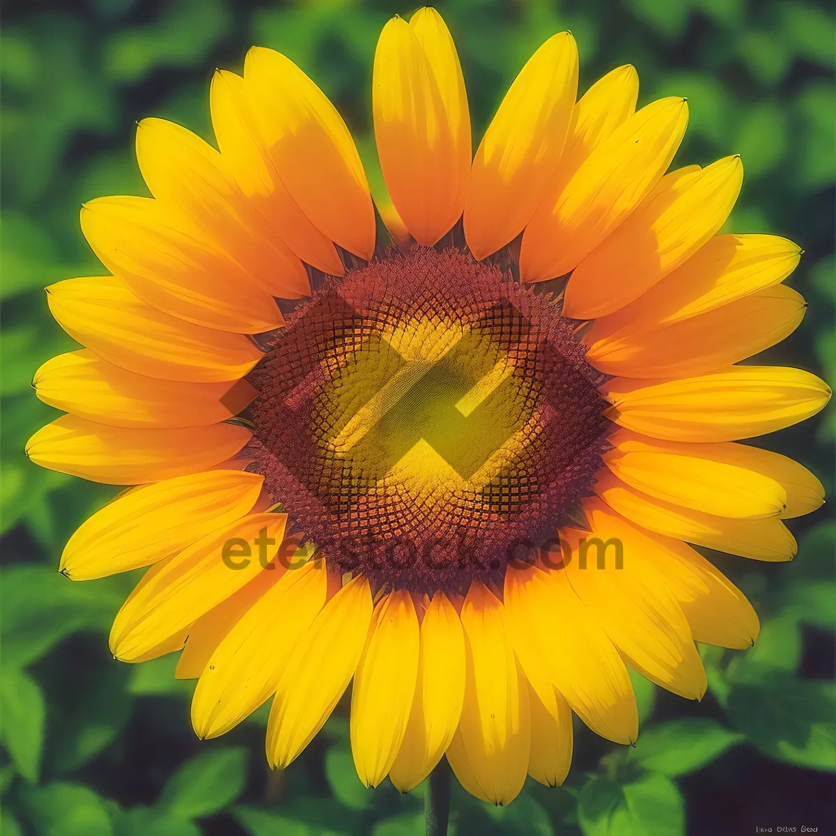 Picture of Golden Sunflower Blossom in a Vibrant Summer Field