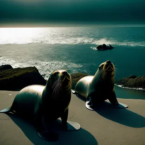 Sunny Seals Soaking on Shore