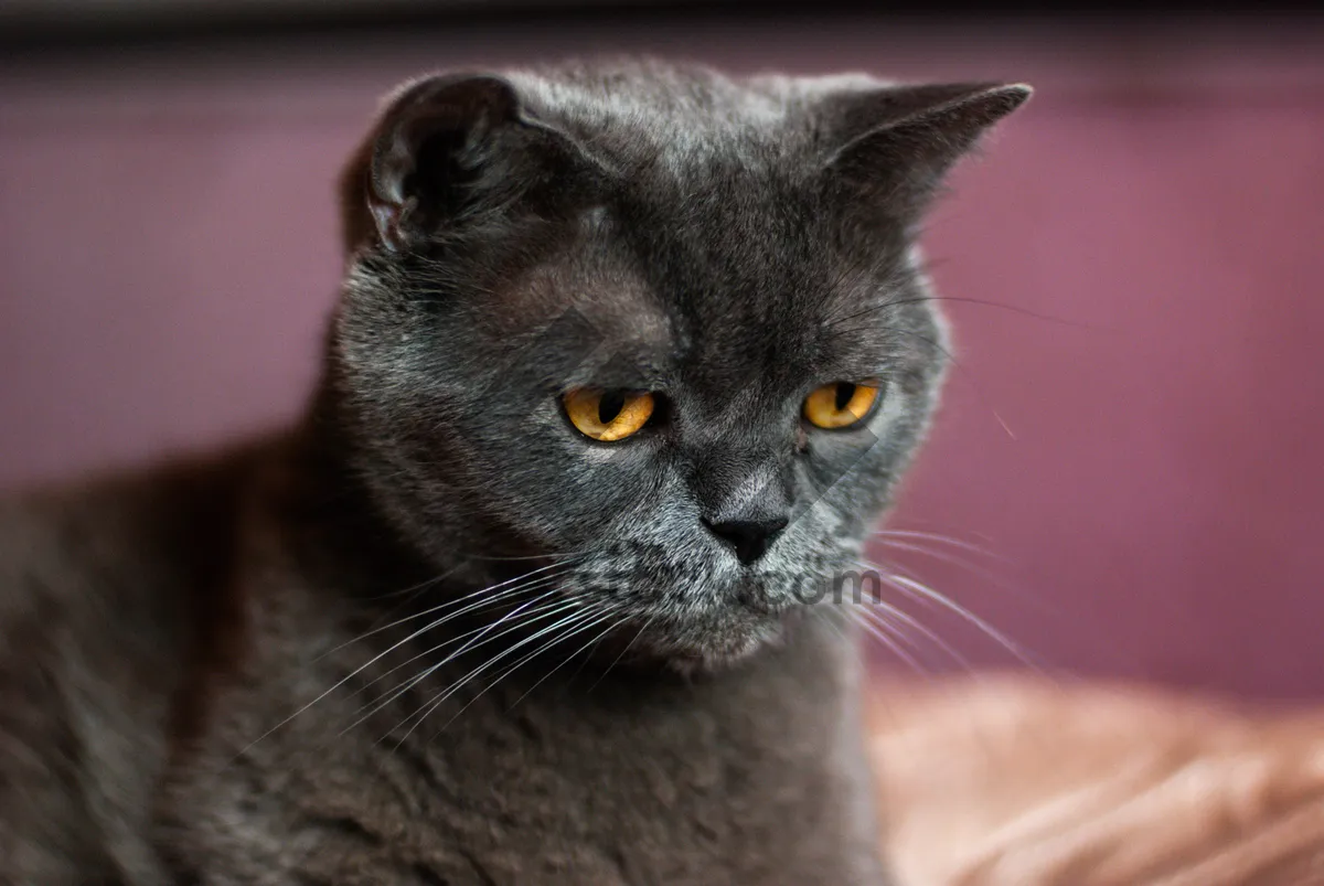 Picture of Fluffy Gray Tabby Kitten with Playful Eyes