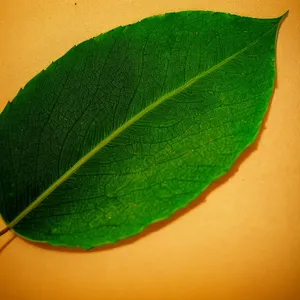 Fresh Lacewing on Leaf: Natural Insect Closeup