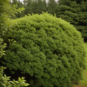 Lush Summer Landscape with Privet Shrub in Park