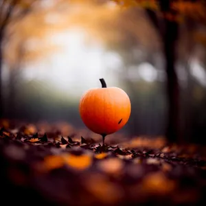 Juicy Persimmon Berry - Fresh and Healthy Fruit