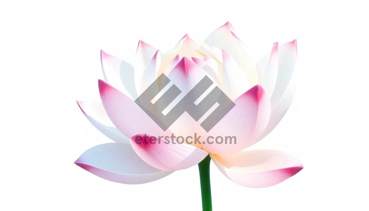 Picture of Colorful Floral Elements in Pink and Tulip Blooms