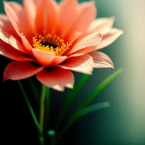 Blooming Pink Daisy Petals in Summer Garden