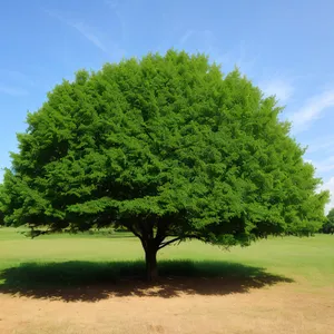 Serene Meadow with Towering Trees Under Sunny Sky