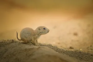 Cute Desert Park Wildlife Mongoose