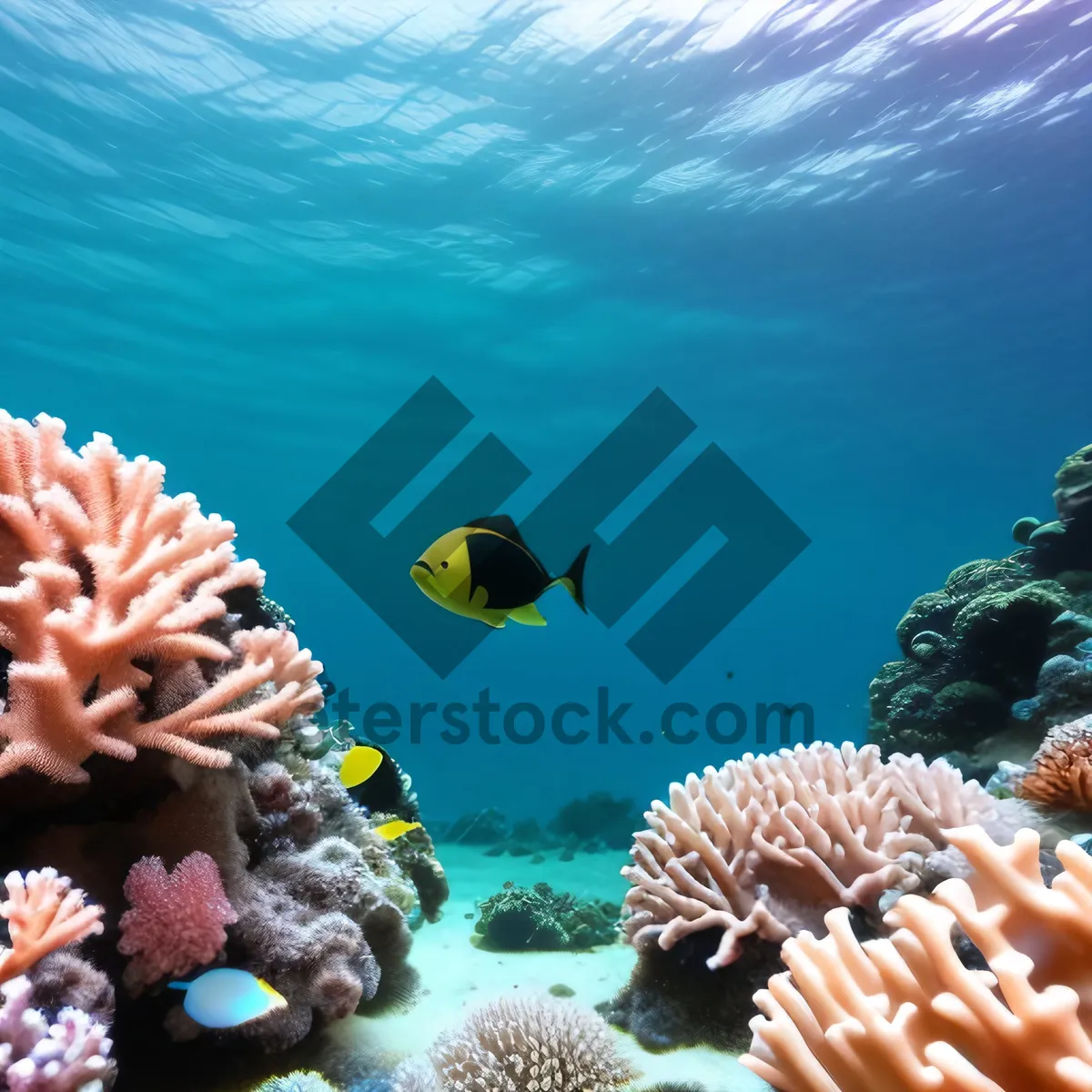 Picture of Colorful Underwater Coral Reef and Anemone Fish