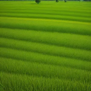 Vibrant Summer Countryside Landscape with Lush Wheat Field