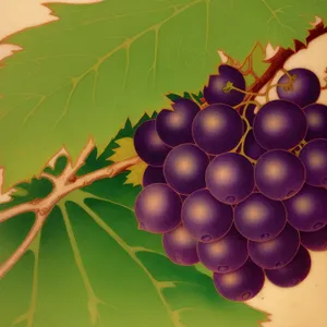 Fresh Juicy Organic Grapes on the Vine