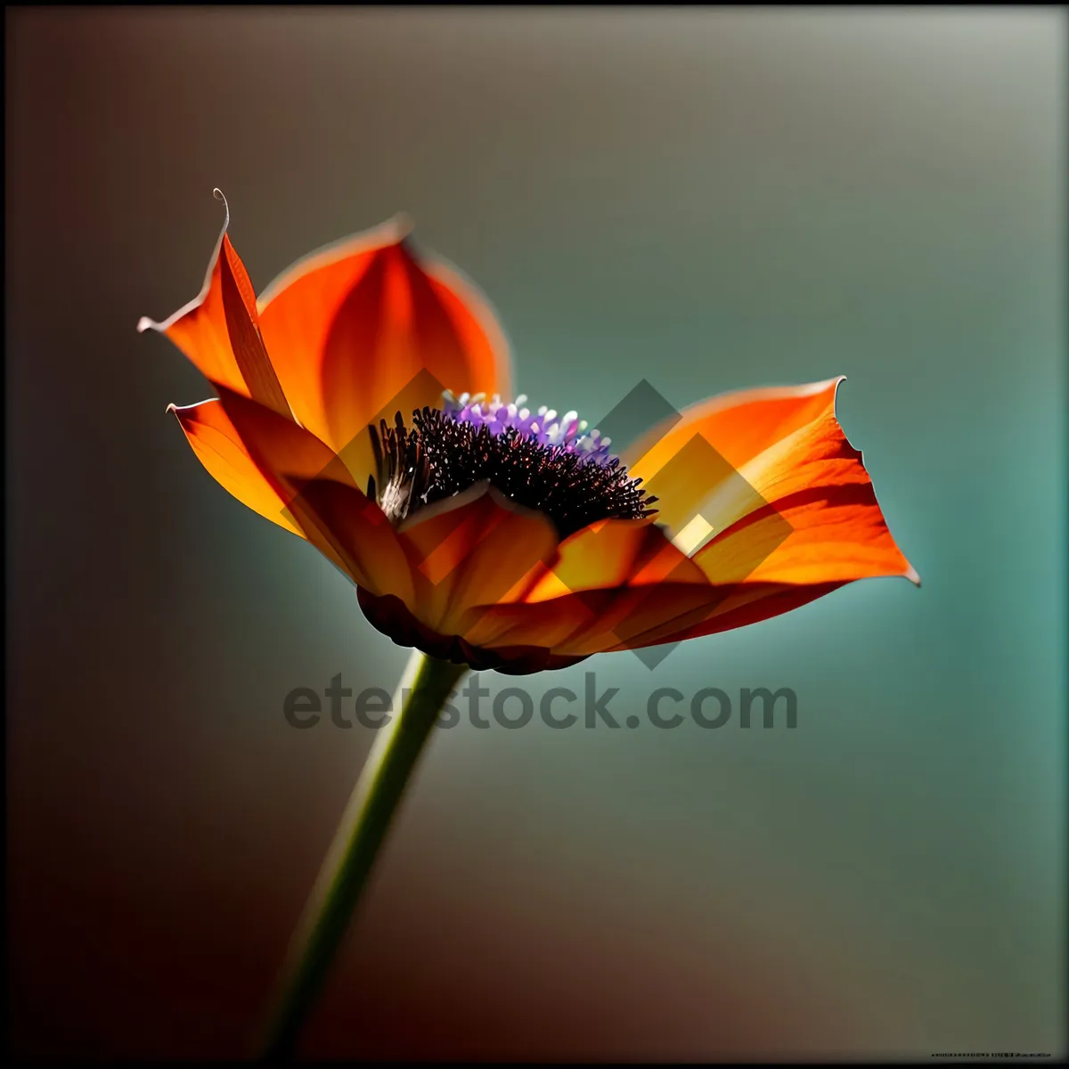 Picture of Bright Sunflower Blossom in Summer Garden