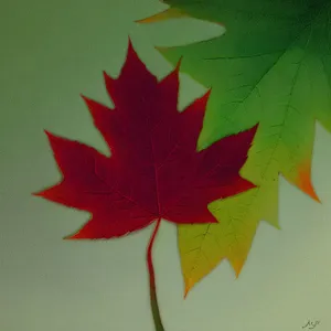 Vibrant Autumn Foliage in Maple Forest