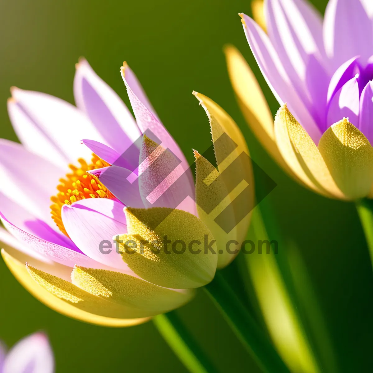 Picture of Vibrant Blooming Pink Waterlily in Garden Pond