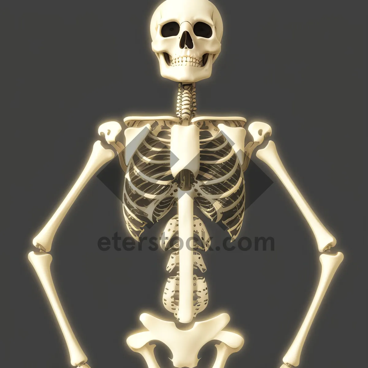 Picture of Skeletal anatomy: X-ray view of human torso